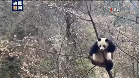 大熊猫保护取得的成果