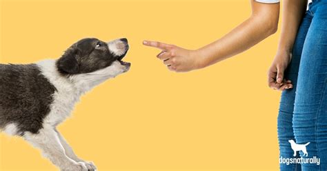 9 Tips for Getting Your Dog to Stop Barking - Canine Campus Dog Daycare ...