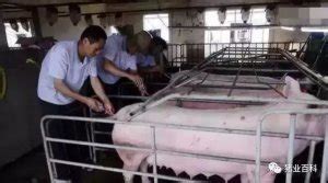 国外最新猪人工授精技术-养猪课堂
