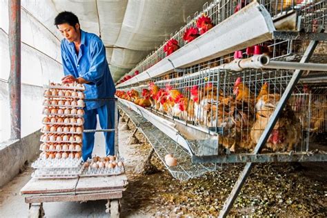 建造蛋鸡养殖场应该注意哪些问题，如何正确选址-农百科