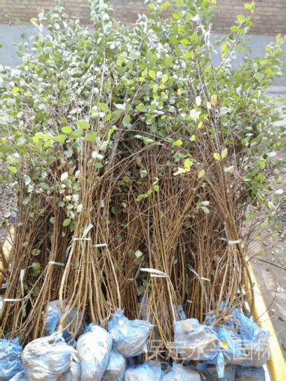黄栌养殖方法及注意事项-种植技术-中国花木网