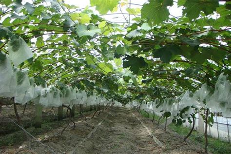 中国种植葡萄始于什么时候 中国种植葡萄始于东汉 - 长跑生活
