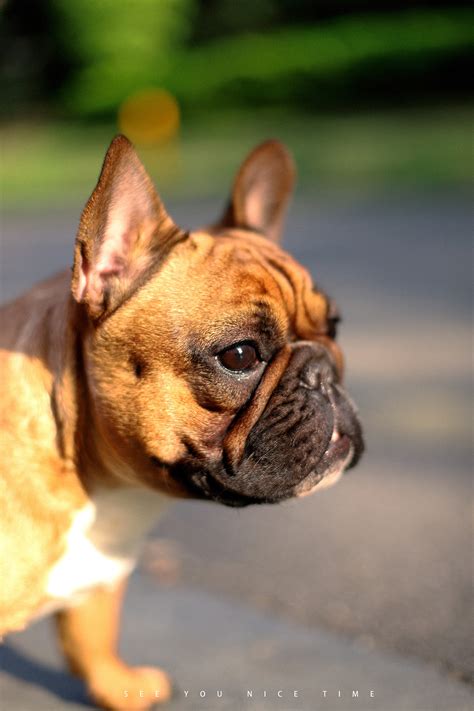 宠物萌宠法国斗牛犬图片