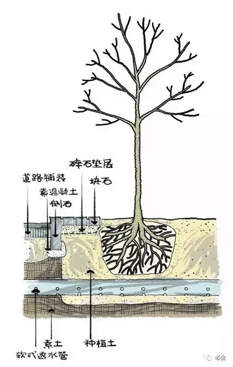 浅谈苗木栽植后围堰与支撑的规范性做法_金埔园林股份有限公司