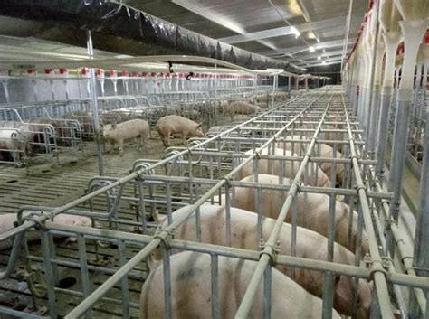 养300头猪一年收入是多少钱，影响猪肉价格的因素是什么- 理财技巧_赢家财富网