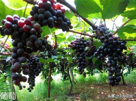 纵览：我国6大葡萄主产区分析:葡萄酒资讯网（www.winesinfo.com）