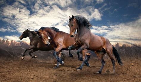 奔腾的马图片-户外奔跑的三匹棕马素材-高清图片-摄影照片-寻图免费打包下载