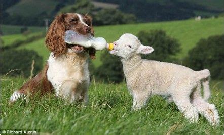 沸羊羊当了一辈子的舔狗，懒羊羊简直是人间清醒！
