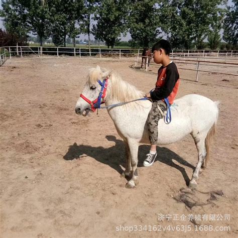 娱乐骑乘小矮马 儿童宠物迷你矮马出售 一只设特兰矮马多少钱-阿里巴巴