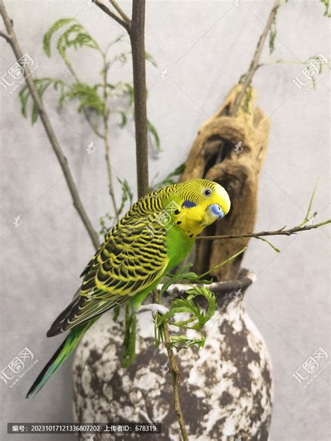 绿色国产虎皮鹦鹉的特写境头高清图片下载-正版图片600175281-摄图网
