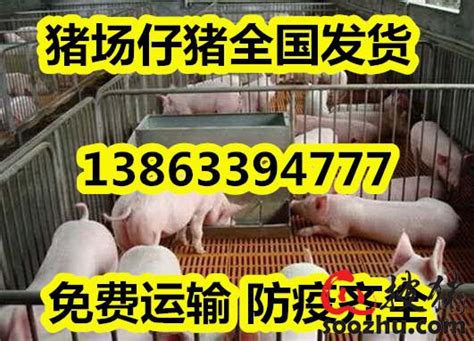 15公斤仔猪今天价格|搜猪网_中国生猪预警网