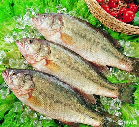 [淡水鲈鱼批发] 鲜活、冷冻鲈鱼，可批发供应市场酒店超市价格10元/斤 - 惠农网