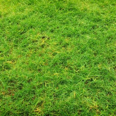 欧美非主流草地头像