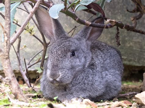 两只灰兔在户外绿草丛中的形象高清图片下载-正版图片505291153-摄图网