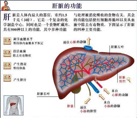 6种症状，提示肝脏肝不好，养肝要领有2点_调肝_中医中药网