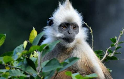 白头叶猴：世界上最稀有的猴子（中国仅剩800多只）_小狼观天下