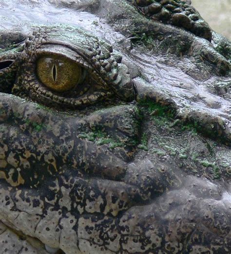 墨西哥洪水过后一栋民宅内发现鳄鱼 - 2020年11月4日, 俄罗斯卫星通讯社