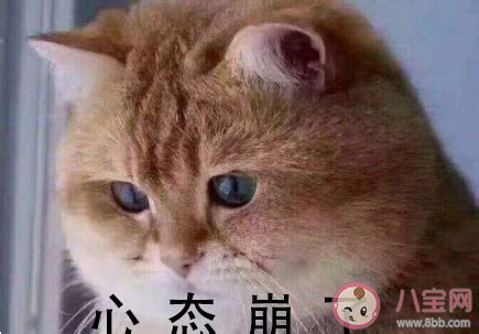 心态崩表情包图片