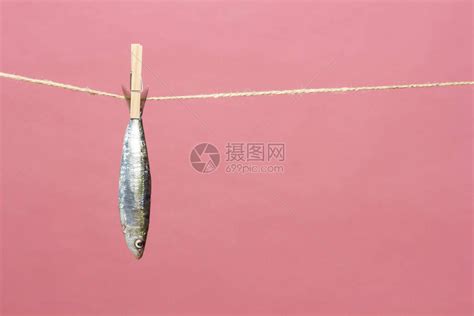 沙丁鱼是一种在鱼贩中很容易找到的鱼高清图片下载-正版图片506579532-摄图网