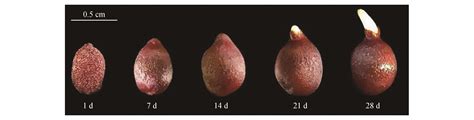 种子发芽经历的四个过程|幼苗|胚根|物质_新浪新闻