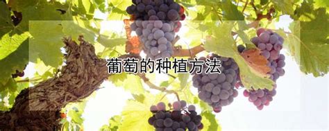 怎么种植葡萄，附葡萄的生长习性 - 农敢网