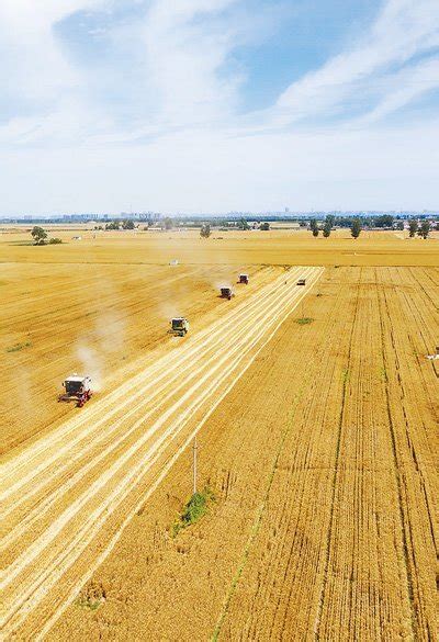 全国已收获小麦面积1.63亿亩 黄淮海主产区麦收进度过半