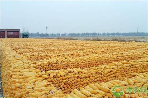 山东今天玉米价格多少钱一斤？附玉米最新行情走势 - 惠农网