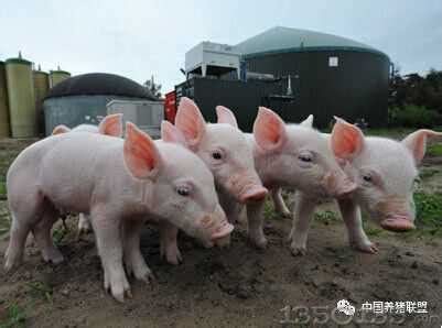 猪场养猪的三种模式，你适合哪一种？