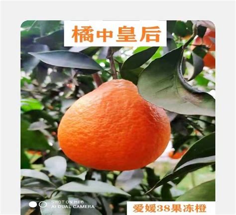四川眉山爱媛38果冻橙果园现摘现发新鲜水果鲜甜无籽爆汁9斤装-淘宝网