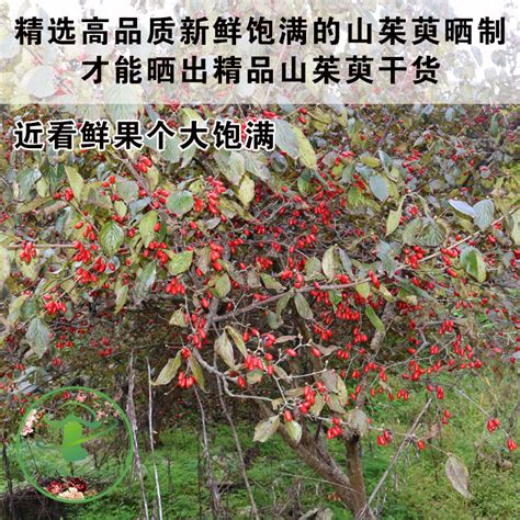 怎么能让山茱萸种子快速催芽？-种植技术-中国花木网
