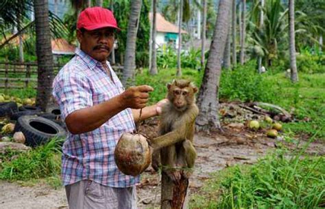 猴子被人当“工具”强迫上树摘果子，不堪虐待怒用椰子砸死主人