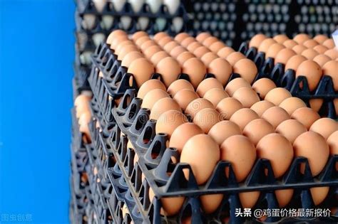 鸡蛋价格5.8元/斤创今年新高 中秋节前还有上涨空间 - 民生 - 济宁 - 济宁新闻网