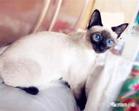 暹罗猫|摄影|宠物摄影|Supcino7 - 原创作品 - 站酷 (ZCOOL)