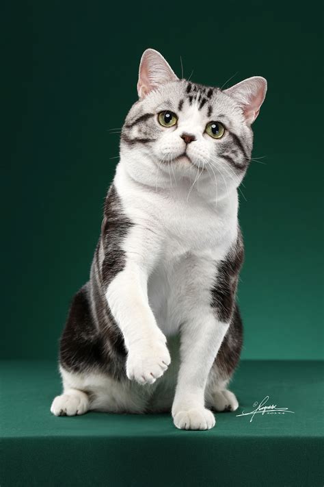美短猫图片