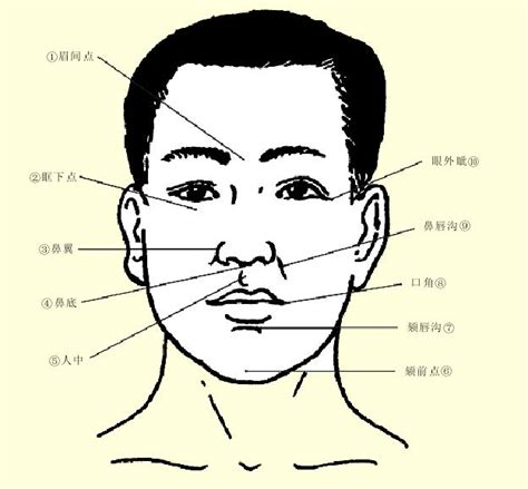 图001 面部标志-口腔解剖学-医学