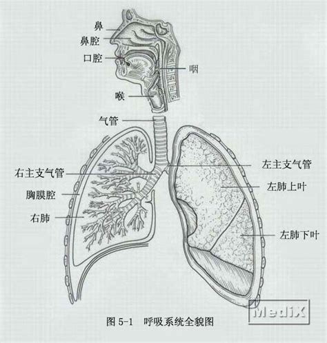 呼吸系统结构图图片