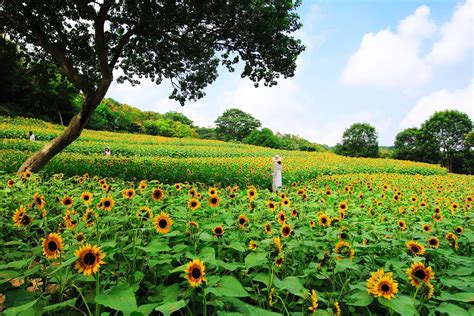 在青秀山遇见一片向日葵，这里四季都是绿意盎然的景象_凤凰网视频_凤凰网