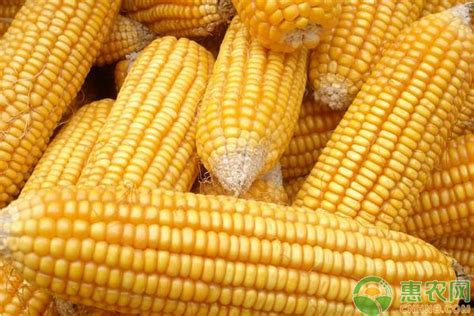 今天玉米收购价多少钱一斤？2019年国内玉米主产区价格行情汇总 - 惠农网