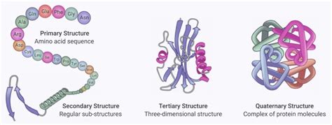 蛋白质的结构和功能 - 知乎