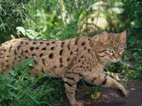 中国8种野生小型猫科动物简介