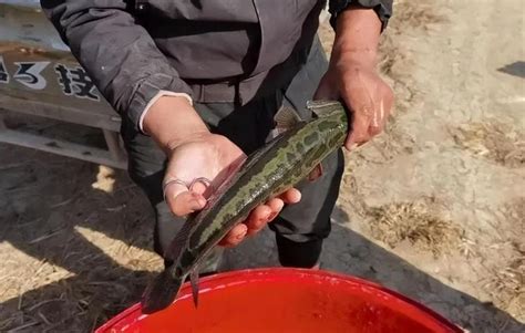 分享夏季路亚黑鱼的三个经验和技巧_钓鱼人必看