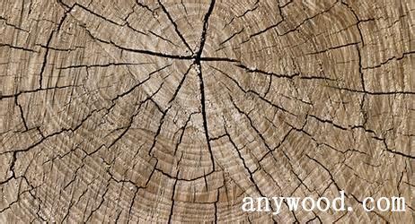 从木材学角度分析木材端裂、表裂和内裂的形成原因【批木网】 - 木材专题 - 批木网