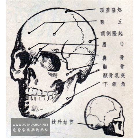 头部解剖结构-人头骨解剖及头部骨点位置-露西学画画