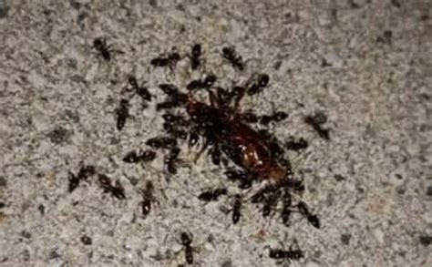 【必备】蚂蚁团结作文合集6篇