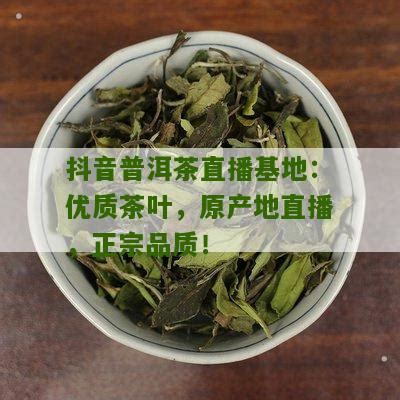 抖音普洱茶直播基地：优质茶叶，原产地直播，正宗品质！_普洱茶