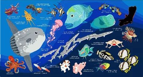 1分钟教会你记住所有常见海洋生物的英语名字！