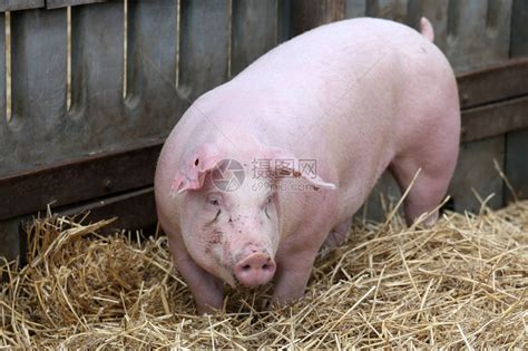 一头大母猪喂养一窝非常多的小猪高清图片下载-正版图片502920386-摄图网