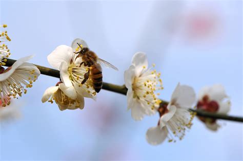 【梅花·蜜蜂摄影图片】梅洋生态摄影_兴安岭摄影汇集_太平洋电脑网摄影部落