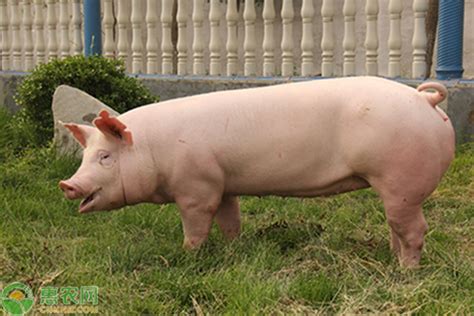大白猪的品种介绍，大白猪与长白猪的区别 - 惠农网