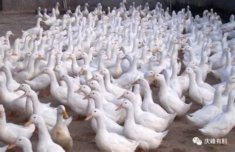 广西贺州：科技助力养鸭业腾飞 年可提供优质鸭苗100万羽